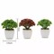 Set of 3 6" tall Assorted Faux Sedum Succulent Plants with Off White Pots